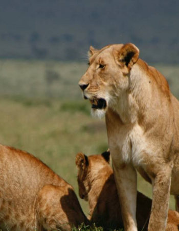 Beyond Encounters Tours and Safaris