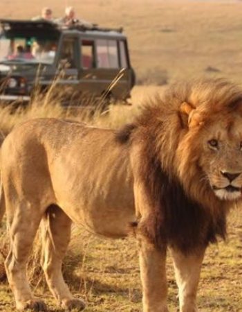 Beyond Encounters Tours and Safaris