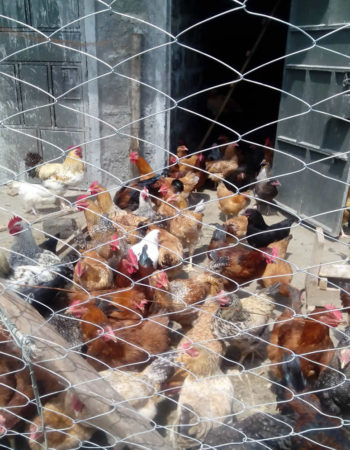 Faulu Poultry Farm