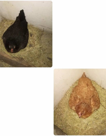 Faulu Poultry Farm