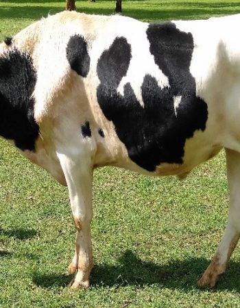 Kenya Livestock Breeders Organization