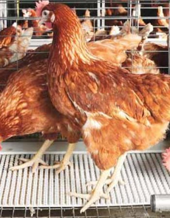 Macrochicks Poultry Farm