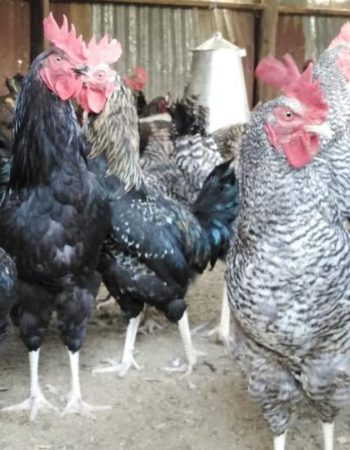 Macrochicks Poultry Farm