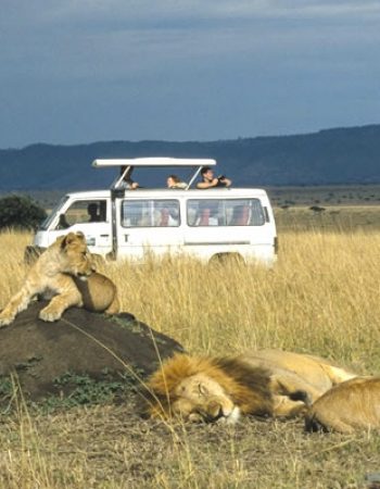 Storry Safaris Tours & Travel