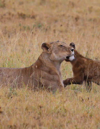 Storry Safaris Tours & Travel