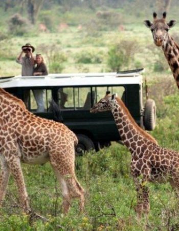 Storry Safaris Tours & Travel