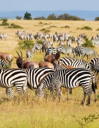 Storry Safaris Tours & Travel